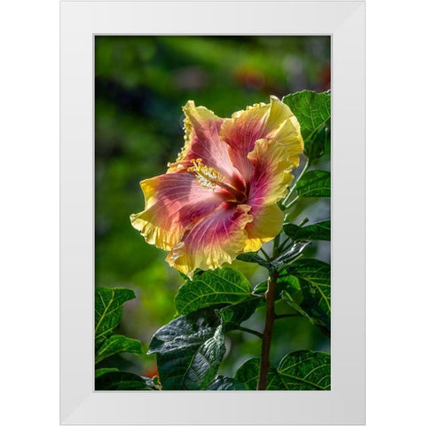 Hibiscus flower White Modern Wood Framed Art Print by Engelbrecht, Lisa S.