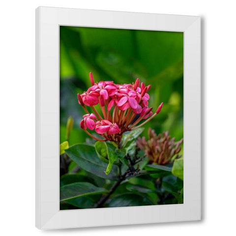 Ixora coccinea White Modern Wood Framed Art Print by Engelbrecht, Lisa S.