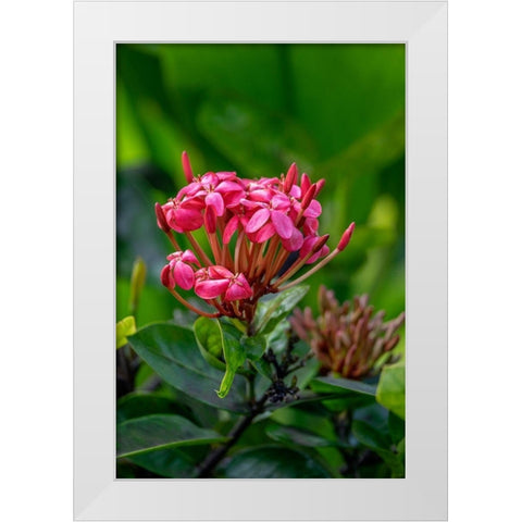 Ixora coccinea White Modern Wood Framed Art Print by Engelbrecht, Lisa S.