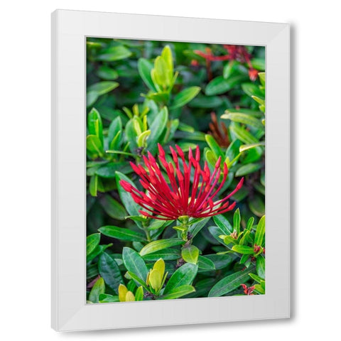 Jungle flame White Modern Wood Framed Art Print by Engelbrecht, Lisa S.