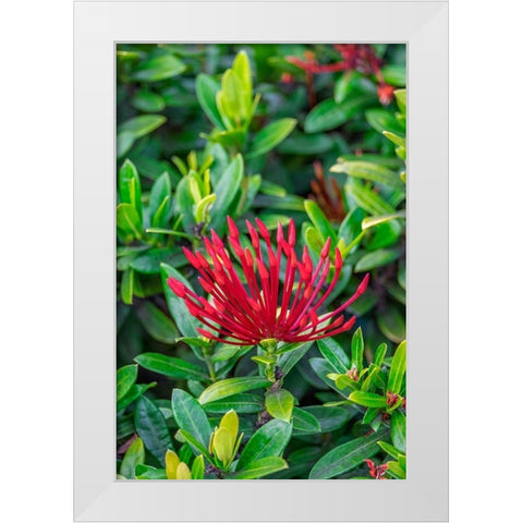 Jungle flame White Modern Wood Framed Art Print by Engelbrecht, Lisa S.