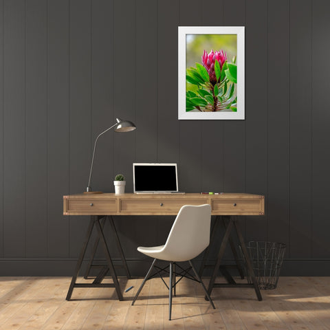 King Protea flower White Modern Wood Framed Art Print by Engelbrecht, Lisa S.