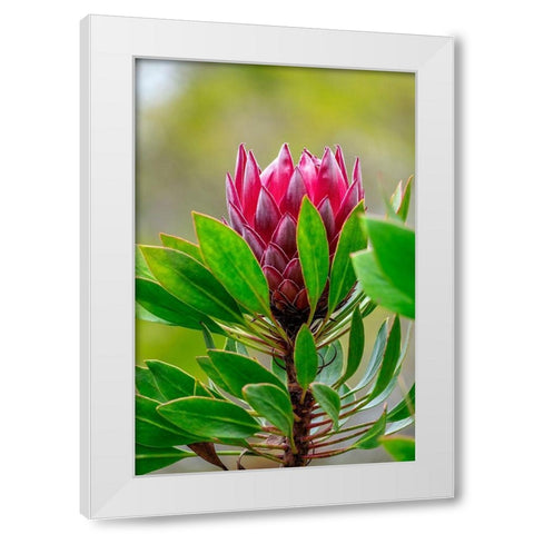King Protea flower White Modern Wood Framed Art Print by Engelbrecht, Lisa S.