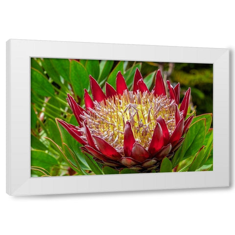 King Protea flower White Modern Wood Framed Art Print by Engelbrecht, Lisa S.