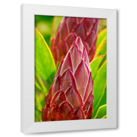 King Protea flower White Modern Wood Framed Art Print by Engelbrecht, Lisa S.