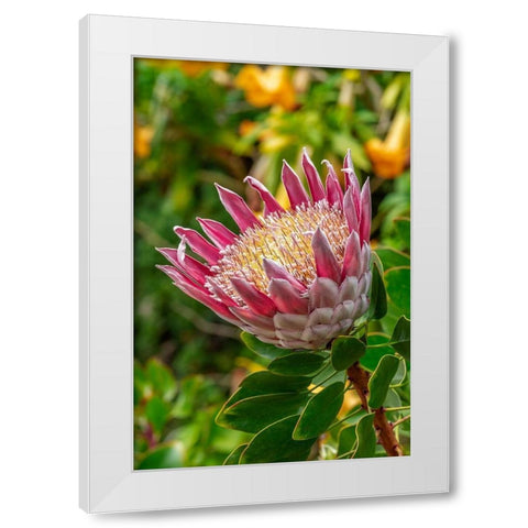 King Protea flower White Modern Wood Framed Art Print by Engelbrecht, Lisa S.