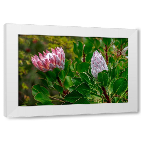 King Protea flower White Modern Wood Framed Art Print by Engelbrecht, Lisa S.