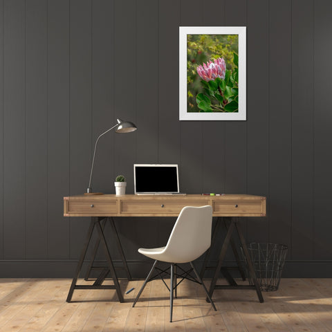 King Protea flower White Modern Wood Framed Art Print by Engelbrecht, Lisa S.