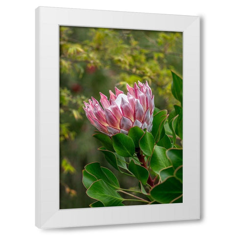 King Protea flower White Modern Wood Framed Art Print by Engelbrecht, Lisa S.