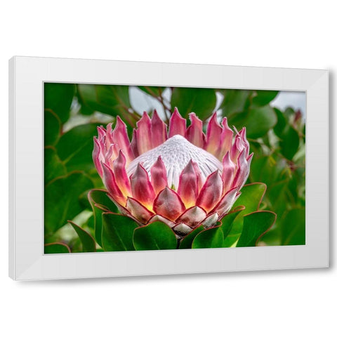 King Protea flower White Modern Wood Framed Art Print by Engelbrecht, Lisa S.
