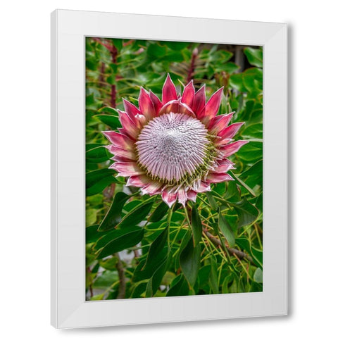 King Protea flower White Modern Wood Framed Art Print by Engelbrecht, Lisa S.