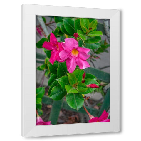 Mandevilla-Mexican love vine White Modern Wood Framed Art Print by Engelbrecht, Lisa S.