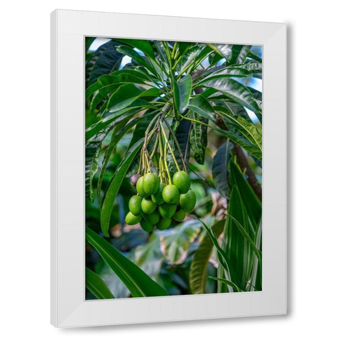 Mango fruit tree White Modern Wood Framed Art Print by Engelbrecht, Lisa S.