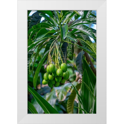 Mango fruit tree White Modern Wood Framed Art Print by Engelbrecht, Lisa S.