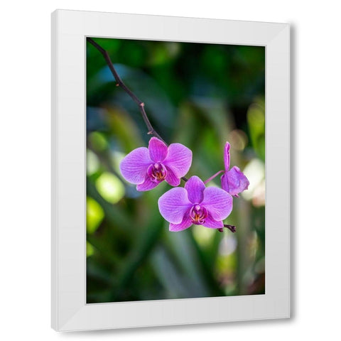 Moth Orchid White Modern Wood Framed Art Print by Engelbrecht, Lisa S.