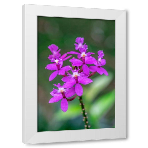 Orchid-Epidendrum White Modern Wood Framed Art Print by Engelbrecht, Lisa S.