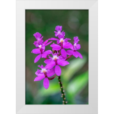 Orchid-Epidendrum White Modern Wood Framed Art Print by Engelbrecht, Lisa S.