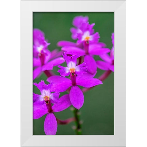 Orchid-Epidendrum White Modern Wood Framed Art Print by Engelbrecht, Lisa S.