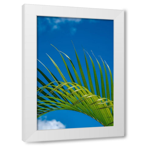 Palm frond White Modern Wood Framed Art Print by Engelbrecht, Lisa S.