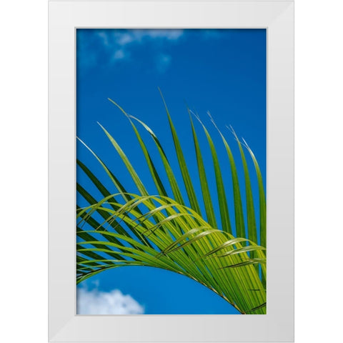 Palm frond White Modern Wood Framed Art Print by Engelbrecht, Lisa S.