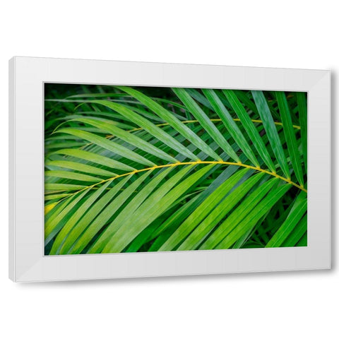 palm frond White Modern Wood Framed Art Print by Engelbrecht, Lisa S.