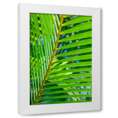 Palm frond White Modern Wood Framed Art Print by Engelbrecht, Lisa S.