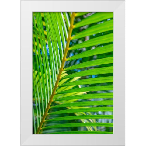 Palm frond White Modern Wood Framed Art Print by Engelbrecht, Lisa S.