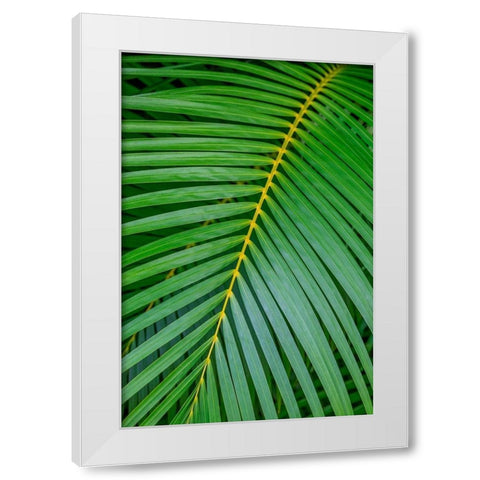Palm fronds White Modern Wood Framed Art Print by Engelbrecht, Lisa S.
