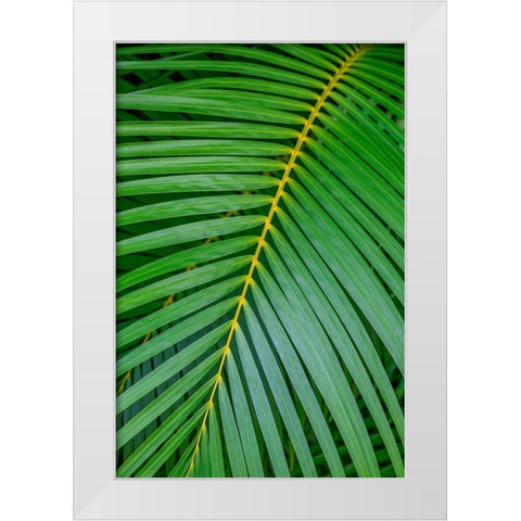 Palm fronds White Modern Wood Framed Art Print by Engelbrecht, Lisa S.