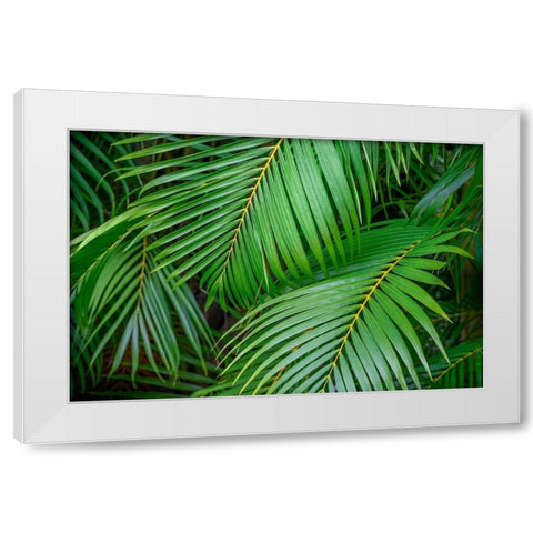 Palm fronds White Modern Wood Framed Art Print by Engelbrecht, Lisa S.