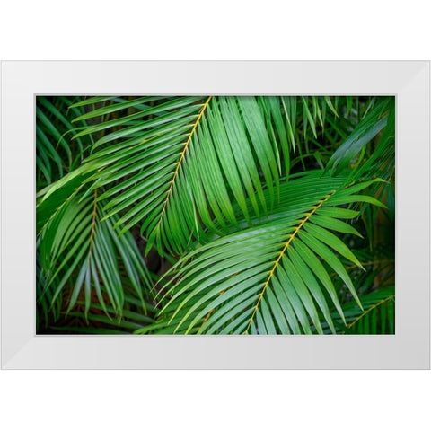 Palm fronds White Modern Wood Framed Art Print by Engelbrecht, Lisa S.