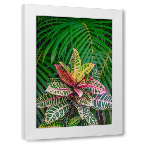 Palm fronds and Croton plants White Modern Wood Framed Art Print by Engelbrecht, Lisa S.