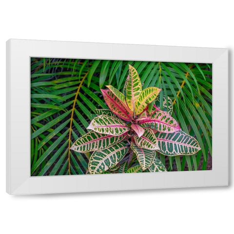 Palm fronds and Croton plants White Modern Wood Framed Art Print by Engelbrecht, Lisa S.