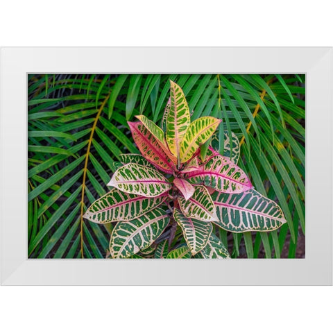 Palm fronds and Croton plants White Modern Wood Framed Art Print by Engelbrecht, Lisa S.