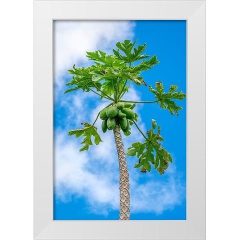 Papaya tree White Modern Wood Framed Art Print by Engelbrecht, Lisa S.