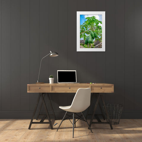 Papaya tree White Modern Wood Framed Art Print by Engelbrecht, Lisa S.