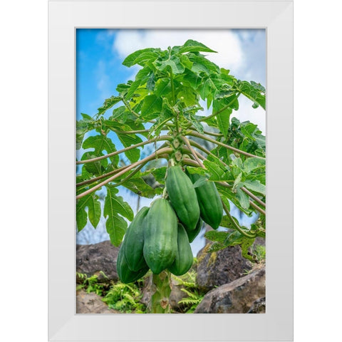 Papaya tree White Modern Wood Framed Art Print by Engelbrecht, Lisa S.