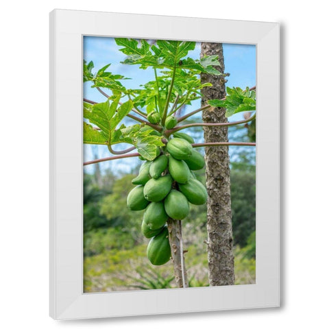 Papaya tree White Modern Wood Framed Art Print by Engelbrecht, Lisa S.