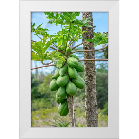 Papaya tree White Modern Wood Framed Art Print by Engelbrecht, Lisa S.
