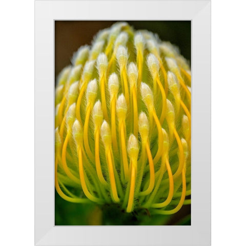 Pincushion flower White Modern Wood Framed Art Print by Engelbrecht, Lisa S.