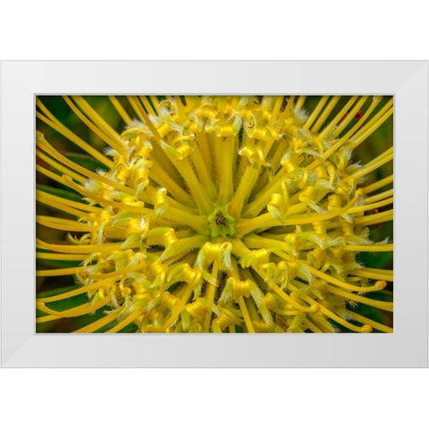 Pincushion flower White Modern Wood Framed Art Print by Engelbrecht, Lisa S.