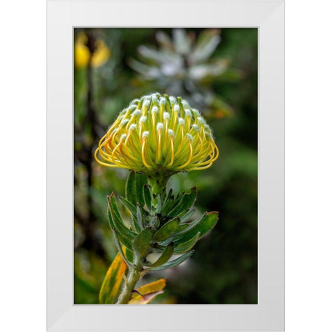 Pincushion flower White Modern Wood Framed Art Print by Engelbrecht, Lisa S.