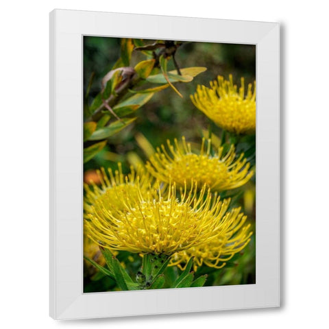 Pincushion flower White Modern Wood Framed Art Print by Engelbrecht, Lisa S.