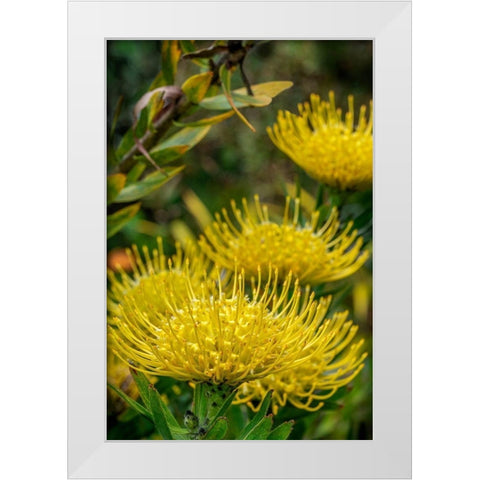 Pincushion flower White Modern Wood Framed Art Print by Engelbrecht, Lisa S.