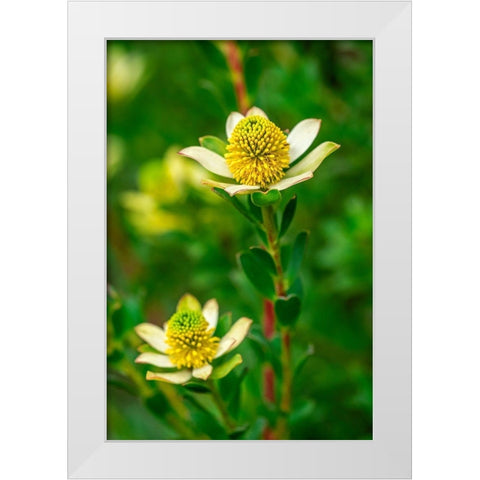 Pincushion flower White Modern Wood Framed Art Print by Engelbrecht, Lisa S.