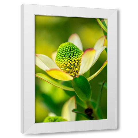 Pincushion flower White Modern Wood Framed Art Print by Engelbrecht, Lisa S.