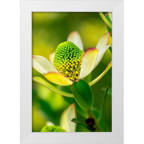Pincushion flower White Modern Wood Framed Art Print by Engelbrecht, Lisa S.
