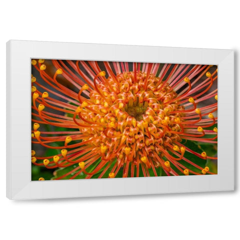 Pincushion Flower White Modern Wood Framed Art Print by Engelbrecht, Lisa S.