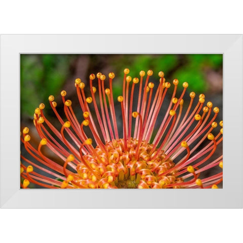 Pincushion Flower White Modern Wood Framed Art Print by Engelbrecht, Lisa S.
