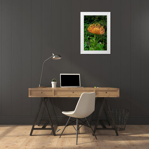 Pincushion Flower White Modern Wood Framed Art Print by Engelbrecht, Lisa S.